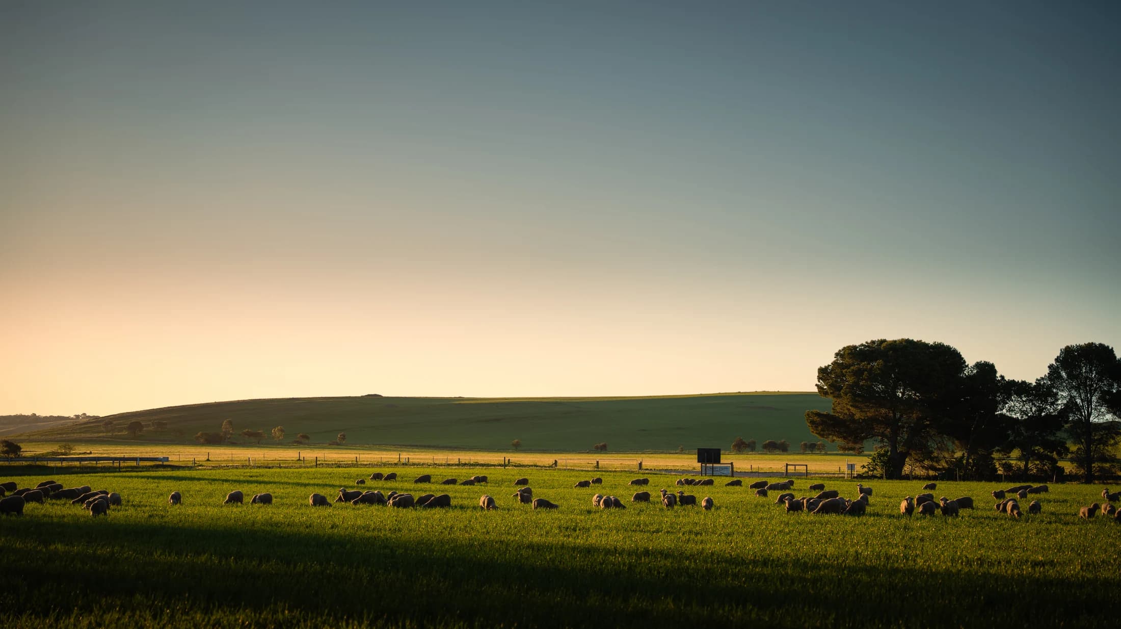 Sheep grazing in a green paddock at golden hour, South Australia