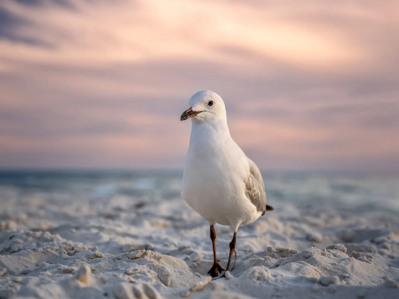 Little Gull, the award-winning photo of a seagull standing on the sand at sunset