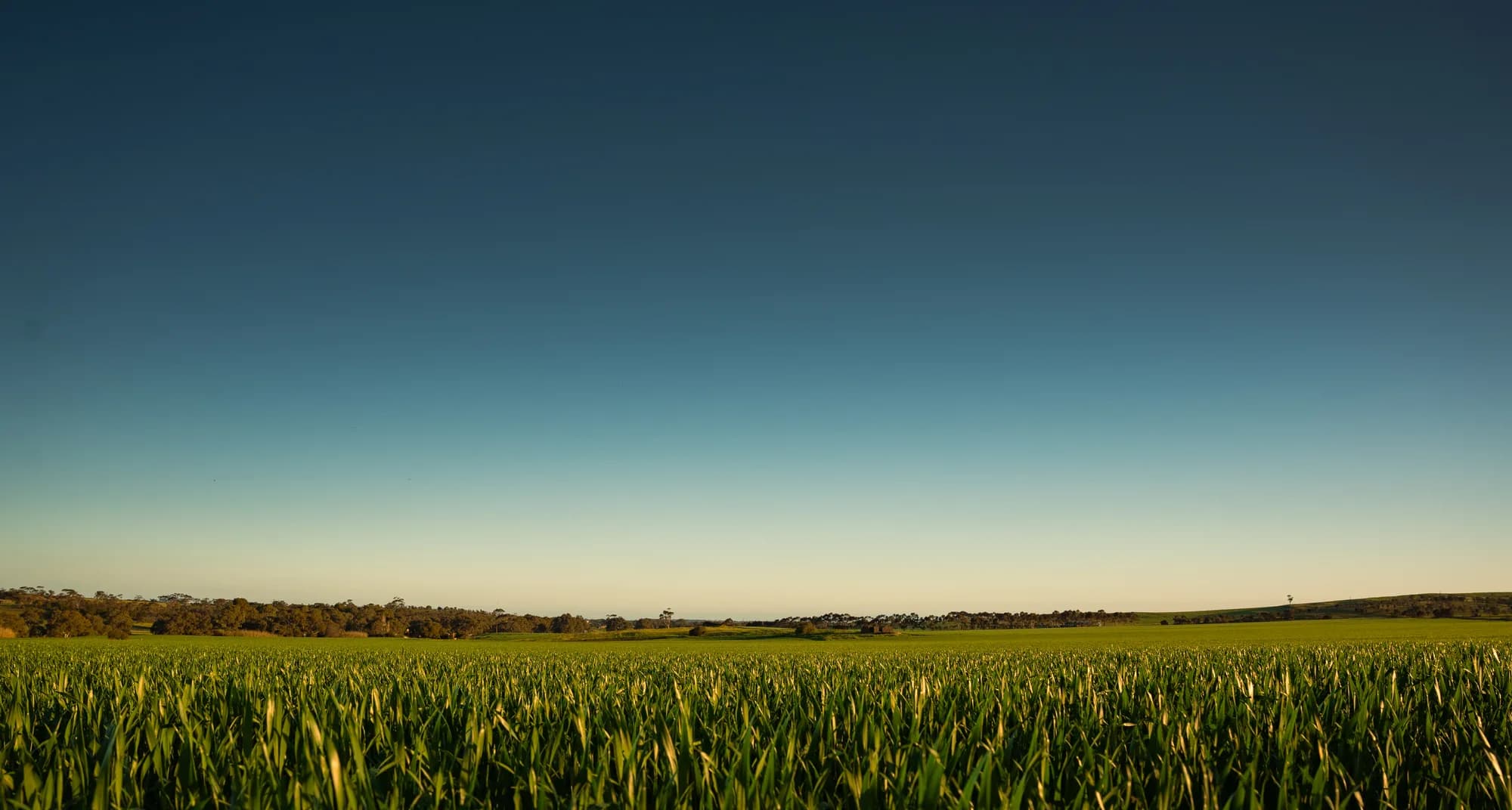 A wide open paddock at dusk with a treeline on the horizon