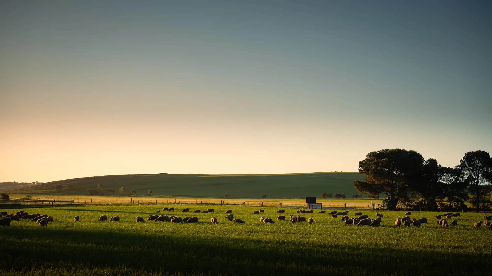 A flock of sheep grazing in a golden-lit paddock in the Adelaide Hills