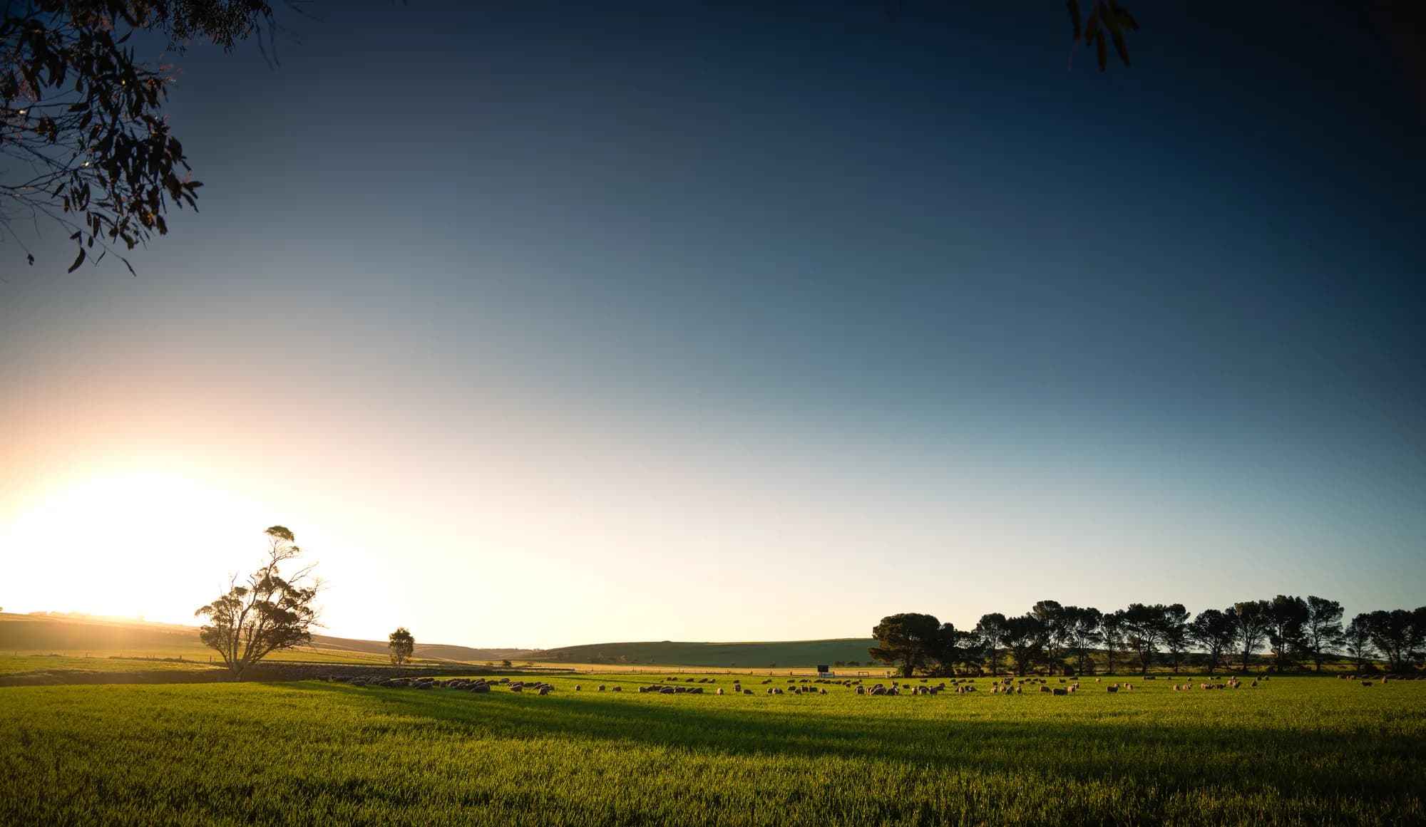 Sheep grazing near a solitary tree as the sun sets over the hills