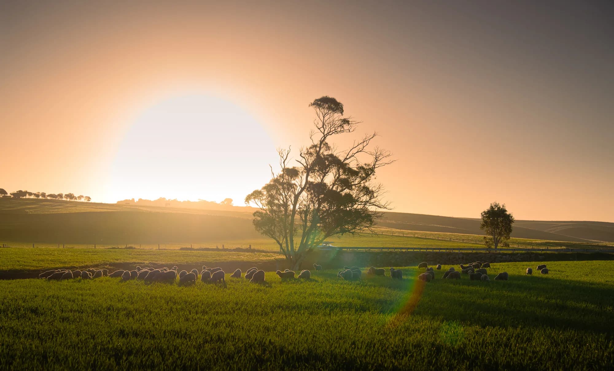 A lone tree silhouetted against a glowing sunset with sheep grazing nearby